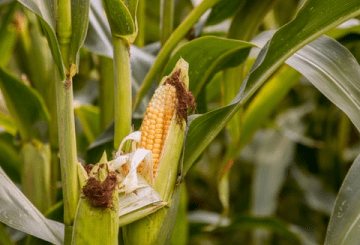 Corn growing on a farm in Western North Carolina